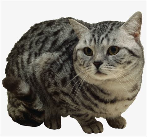 cat clipart transparent|grey tabby cat clip art.